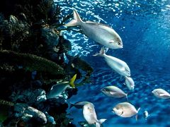 -上海海洋水族馆
