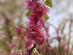 -海棠花溪(元大都城垣遗址公园)