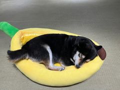 -逗柴咖啡屋·狗咖猫咖宠物桌游
