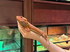 -帕帕拉兹宠物(亚洲旗舰店)