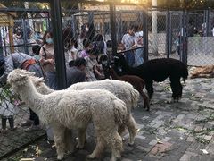 -长白岛森林公园