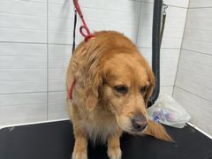 -达爱动物医院·犬猫分区·CT·复杂眼科(远洋山水分院)