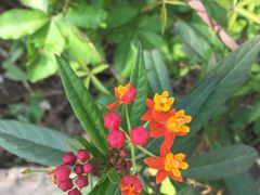 -广西壮族自治区药用植物园