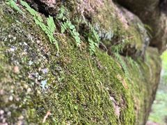 -汤旺河林海奇石景区