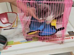 -瑞派长江宠物医院·猫科·外科·24小时夜护(谊城公寓分院)