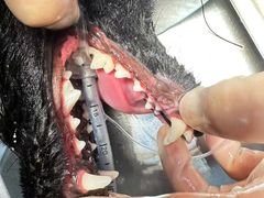 -达爱动物医院·犬猫分区·CT·复杂眼科(远洋山水分院)