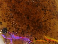 烤鸭油-陈光记烧腊(长寿路店)