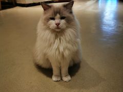 -藏猫猫咖啡主题馆(中央大道店)