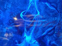 -迪拜水族馆及水下动物园