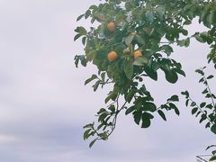 -大连北马山庄