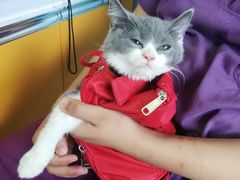 -瑞派福兴宠物医院犬猫全科·骨科·中西医结合(河东店)