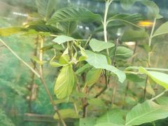 -上海大自然野生昆虫馆