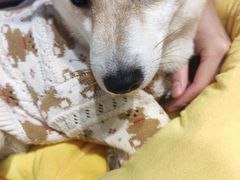 -逗柴咖啡屋·狗咖猫咖宠物桌游