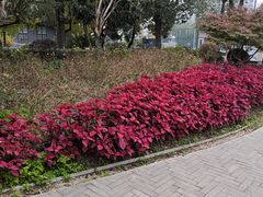 -四川大学(华西校区)