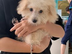 -乐琪宠物医院·犬猫专科·骨外科·急重症