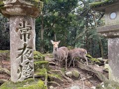 -奈良公园