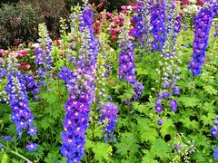 -铁山坪森林公园