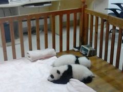 -成都大熊猫繁育研究基地