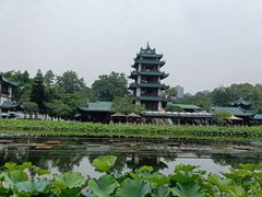 -桂湖森林公园