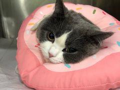 -佳雯宠物医院(金华南路分院)