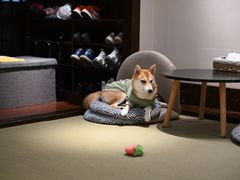 -逗柴咖啡屋·狗咖猫咖宠物桌游