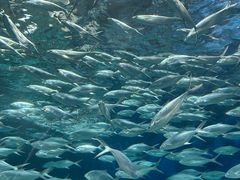 -上海海洋水族馆