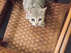 -猫色咖啡·猫咖