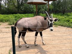 -大连森林动物园