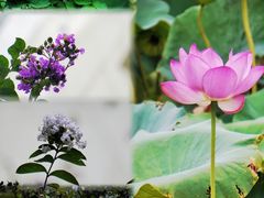 -金陵图书馆