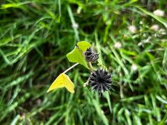 -野鸭湖国家湿地公园
