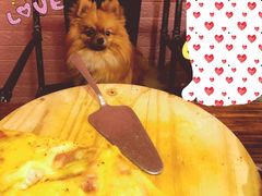 -百好乐宠物友好餐厅(朝外大街店)