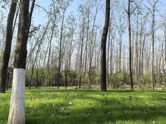 -合肥滨湖国家森林公园