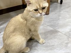 -猫小院猫主题餐厅(南锣旗舰店)
