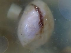 鲃肺汤-石家饭店原址