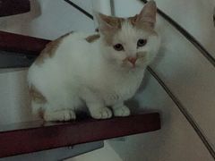 -伟伟宠物医院·CT影像中心·瑞派犬猫综合性门诊(汉口总院)