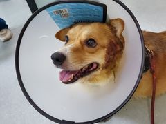 -瑞派雷欧宠物医院·中兽医·眼科·急重症转诊中心(黄台店)