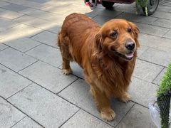 -大邑李记肥肠血旺