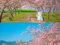-天适樱花悠乐园