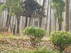 -合肥滨湖国家森林公园