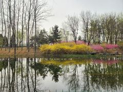 -大望京公园