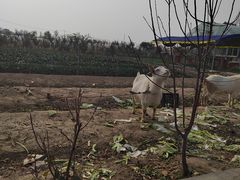 -小鱼草莓采摘园农家乐·小鱼餐厅