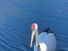 -黑龙江扎龙生态旅游区