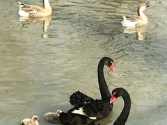 -溱湖国家湿地公园