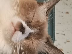 -喵喵咪呀布偶猫咖(春熙路店)