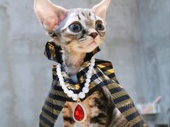 -70cat德文卷毛猫·缅因猫纯种猫舍