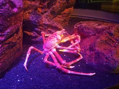 -暹罗海洋世界