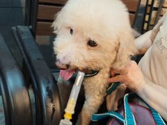 -严国平动物医院(德政总院)