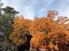 -那家小馆•北京菜•烤鸭(香山店)