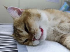 -芭比堂动物医院广州顽皮分院