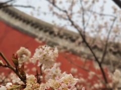 -大觉寺-停车场
